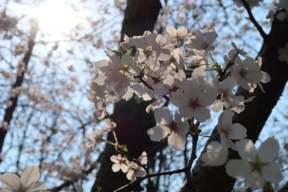 “森系”公园，上线“樱花版”春天
