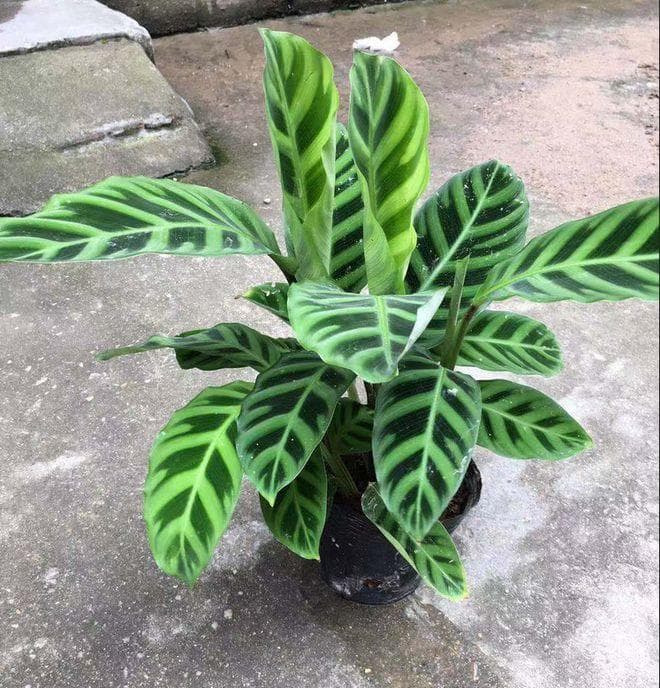天鹅绒竹芋的养殖方法和注意事项