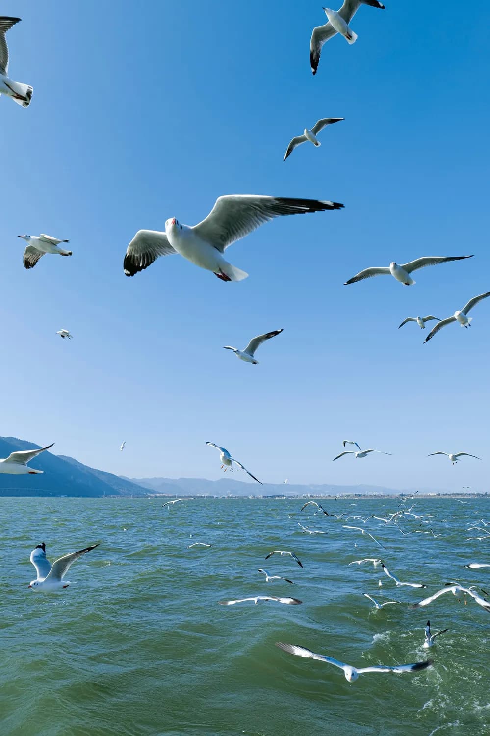 海鸥保护升级，你我共同守护
