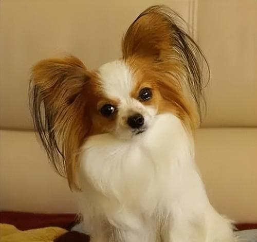 宠物长毛犬美毛护理全攻略：15个实用技巧让你的爱犬毛发柔顺亮丽