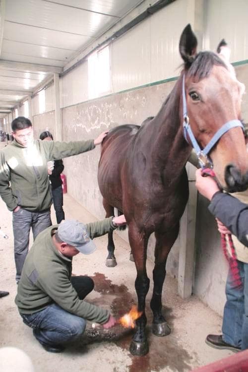 给动物针灸是什么体验？4000多年前古人完美拿捏