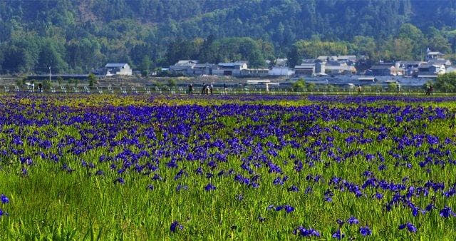 腾冲北海湿地：芜草青青、水鸟翻飞 尽显生态之美