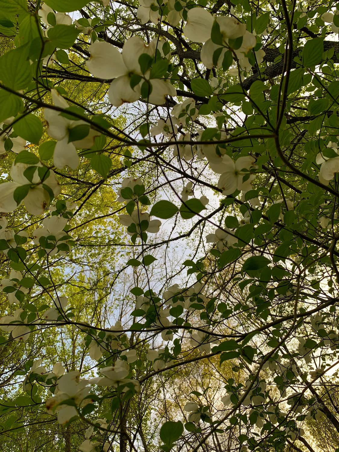 瓦屋山珙桐花开，见证生态奇迹