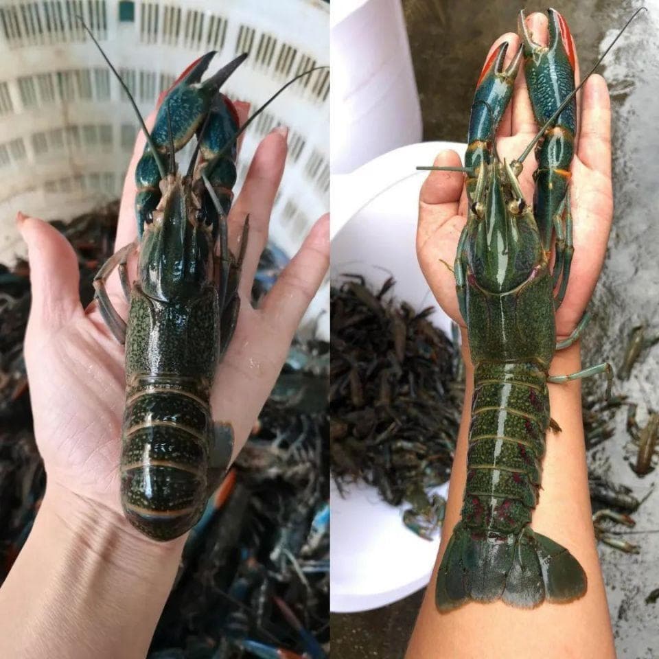 澳洲龙虾，为啥成了中国土特产