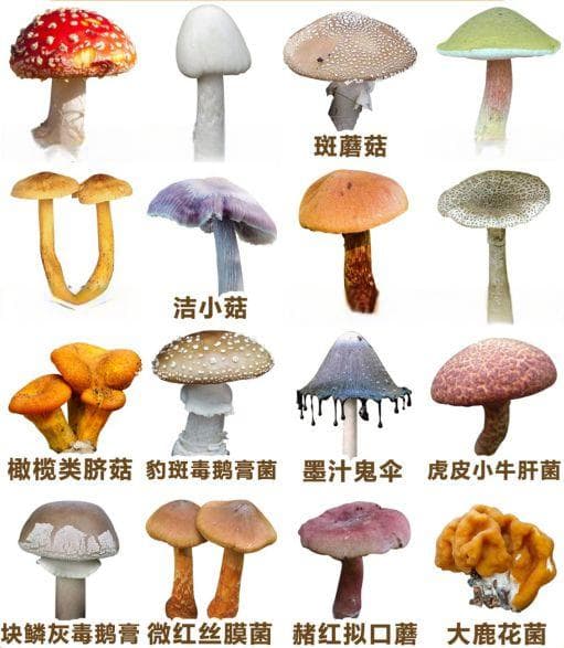 我国常见的十大有毒蘑菇，你认识几种？