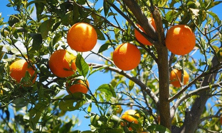 【季节水果种植】什么时候种果树最好 四季水果种植方法及注意