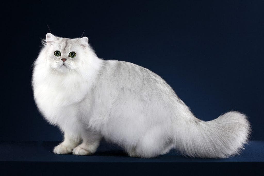 有洁癖的娇小“人造猫”——金吉拉