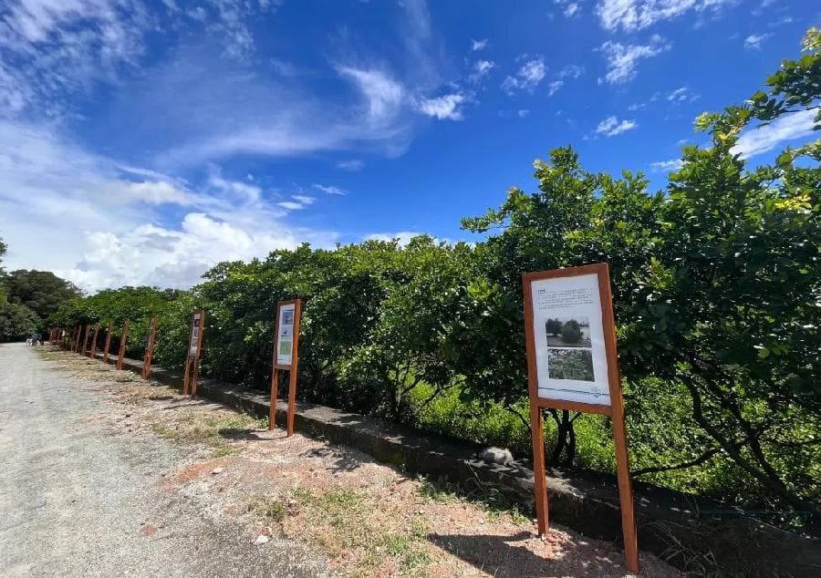 南沙区南沙街道：多方共建共治共享 保护广州最大天然红树林