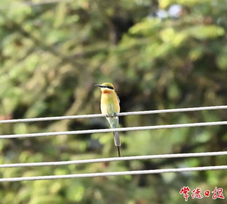 “中国最美丽的鸟”现身壶瓶山，看看长啥样？