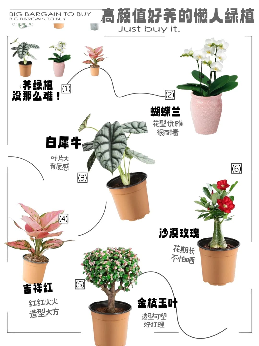9 款超棒的懒人绿植，让生活充满绿色生机