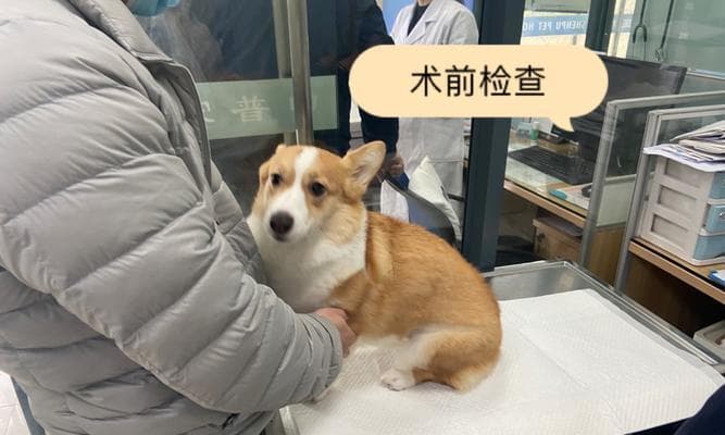 狗狗囊肿应该使用哪种消炎针？如何正确给狗狗打消炎针？