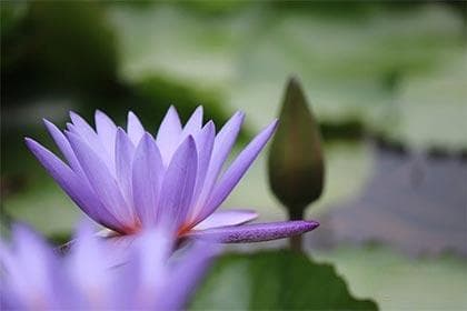 什么是莲花掌纹？莲花纹是富贵手相吗