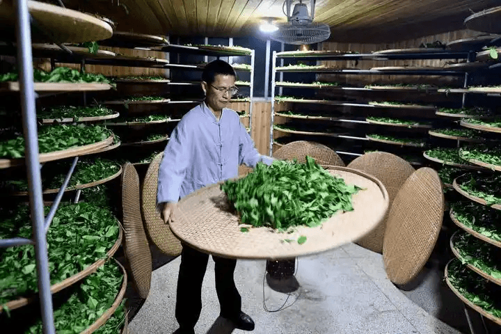武夷岩茶（大红袍）制作技艺传承人刘国英详解岩茶奥秘