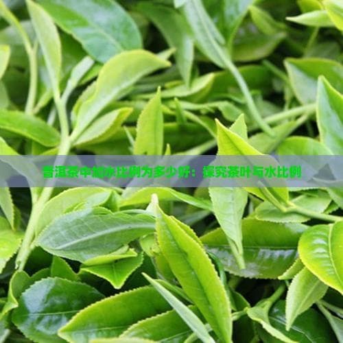 普洱茶中加水比例为多少好：探究茶叶与水比例