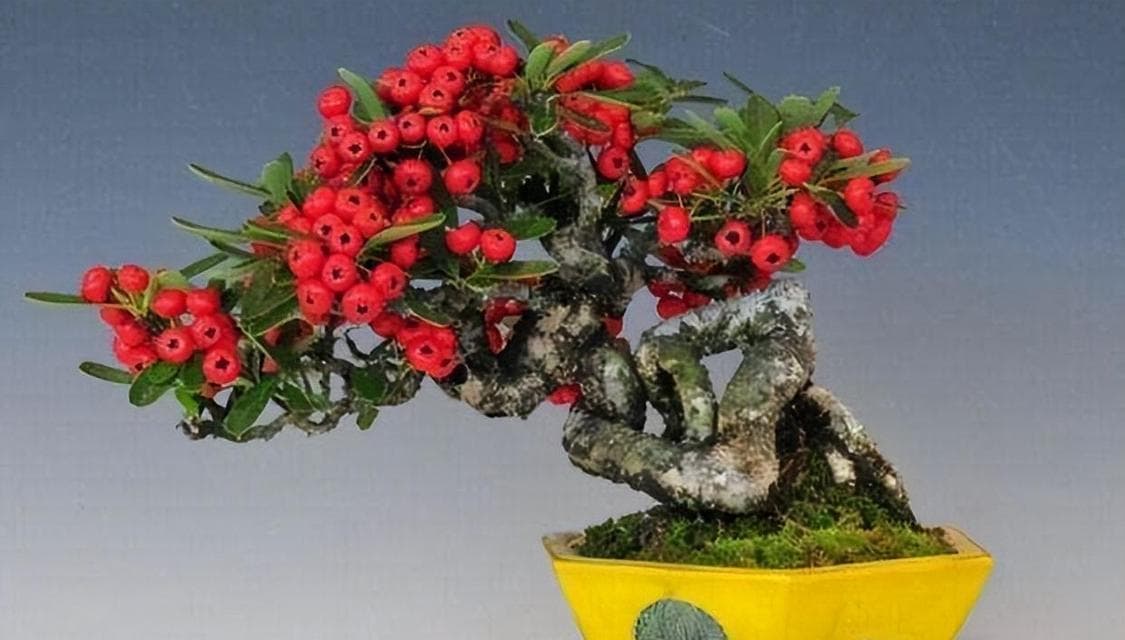 火棘开花结果的年限及栽培要点（掌握开花年限，打造丰硕果实的火棘栽培技巧）