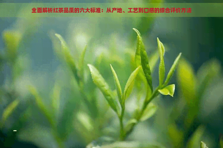 全面解析红茶品质的六大标准：从产地、工艺到口感的综合评价方法