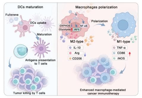中科院化学所王春儒课题组《AFM》：评述富勒烯免疫调节型纳米材料的最新研究进展