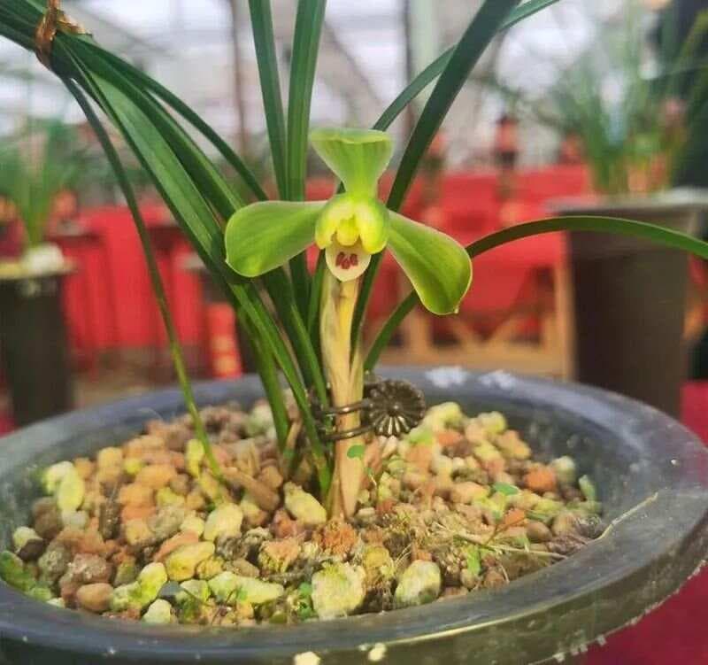 兰花通风透气技巧：从花盆到环境的全面考量