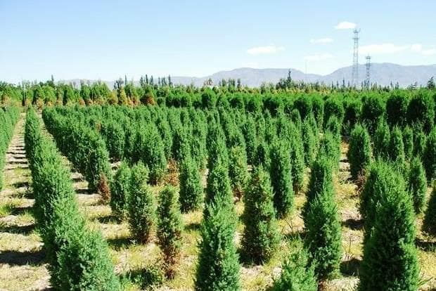 花叶发黄是缺什么肥料 花朵变黄的原因