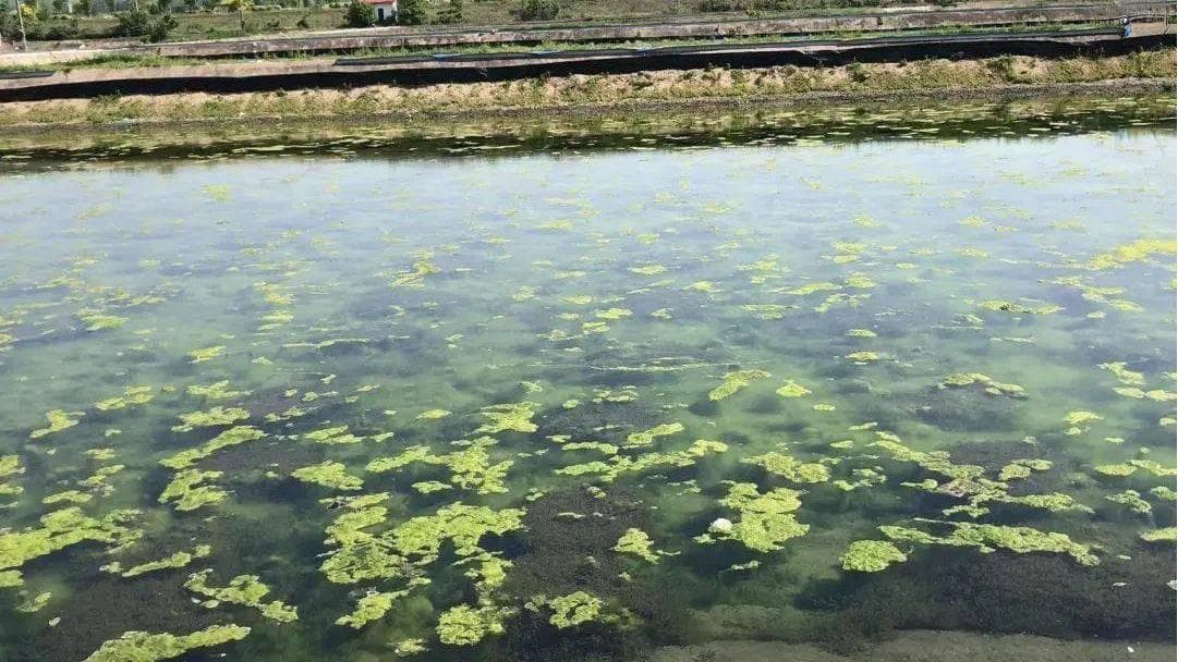 池塘油膜水导致鱼不吃食、长速慢怎么办？今天一并给你解决了！