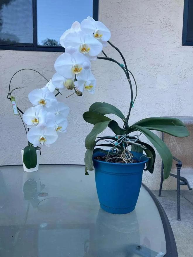 蝴蝶兰花后实操养护详情，这样处理后，以后每年能开花
