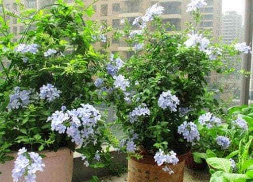 蓝雪花四季开花吗 花期是多久