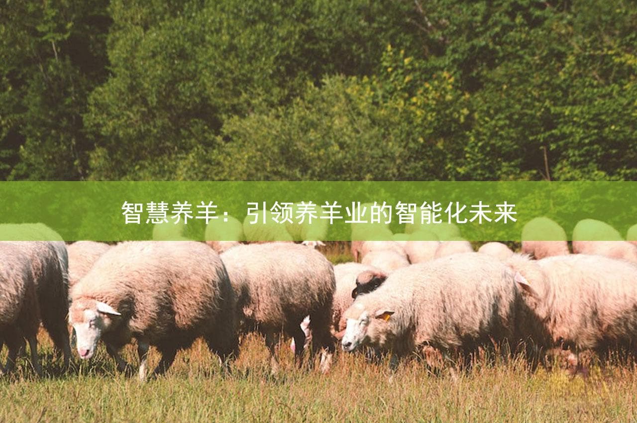 智慧养羊：引领养羊业的智能化未来