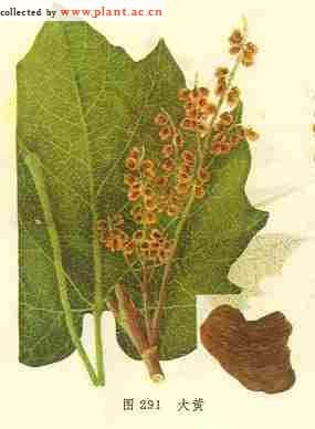 大黄Rheum officinale Baill．