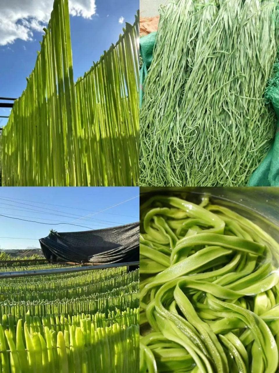 大理贡菜：从皇家贡品到乡村振兴“金钥匙”