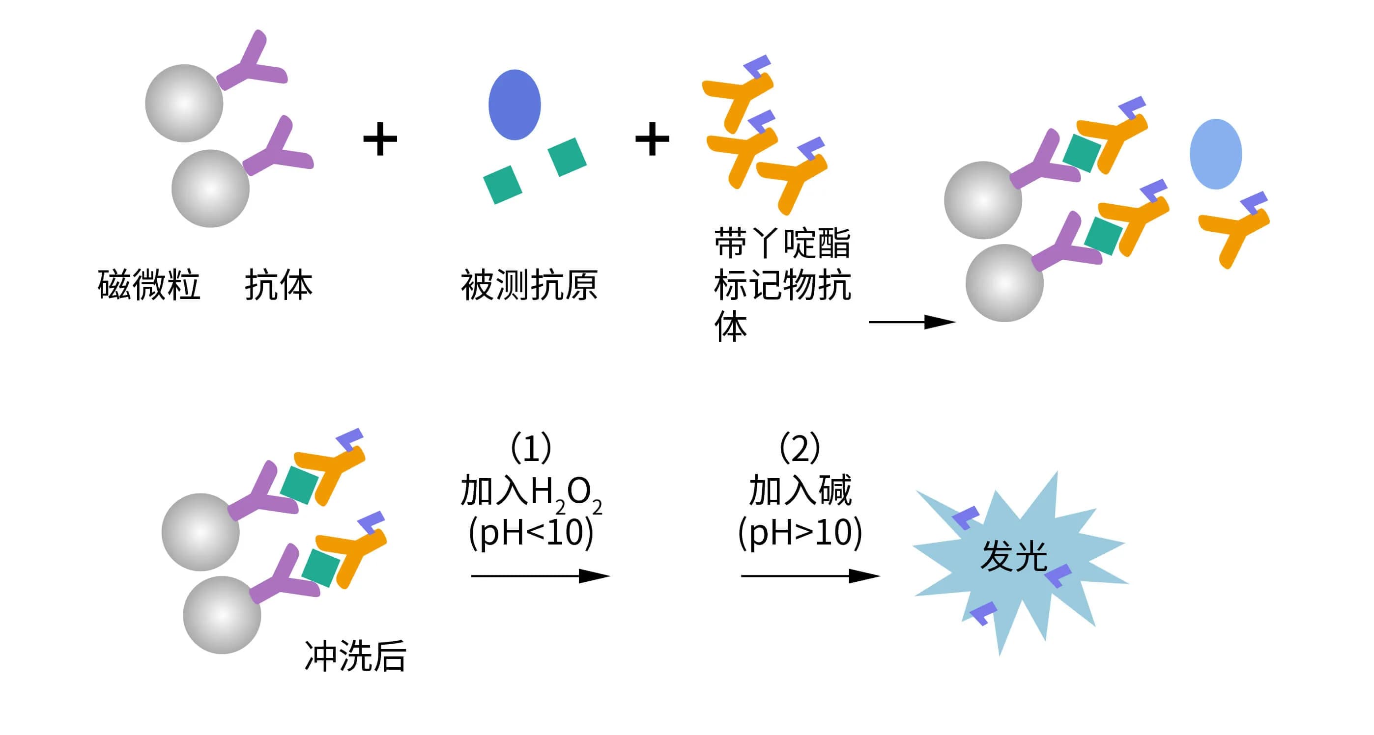 化学发光免疫分析平台