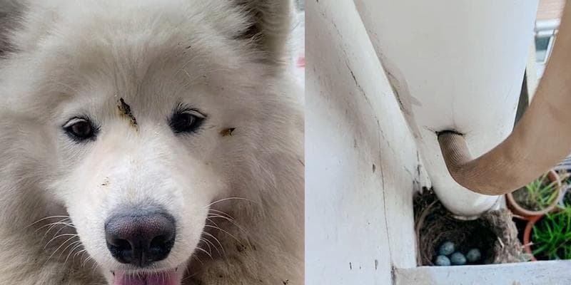 宠物狗的行为状态（通过观察和理解狗狗的行为，建立更好的主人和宠物关系）
