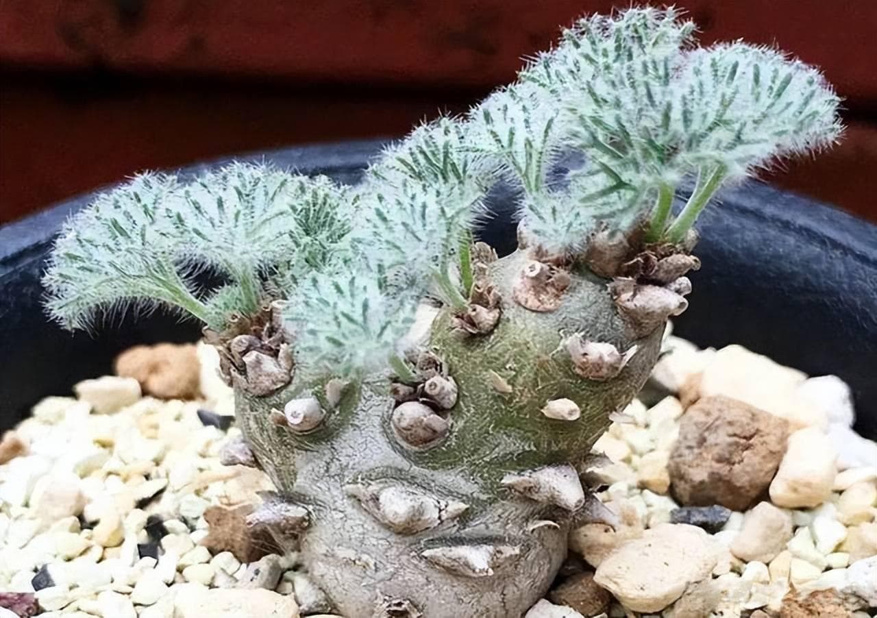 5种适合新手的高级感多肉植物，皮实好养又耐旱