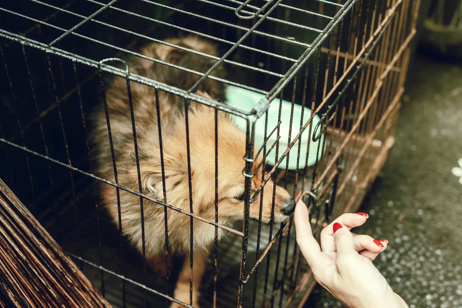 杭州非凡宠物店欺诈案：出售未检疫宠物猫被判三倍赔偿