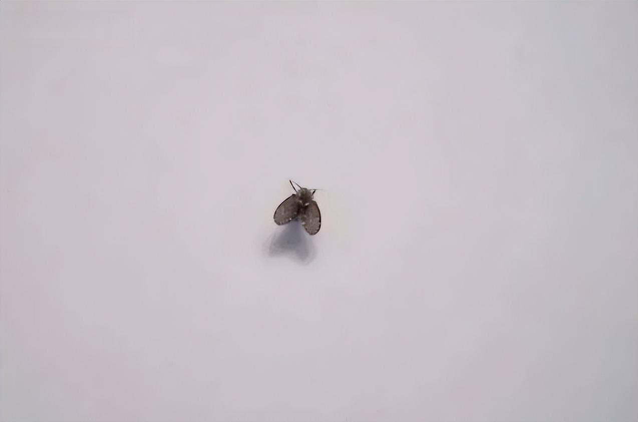 蛾蚋的危害及最佳防治方法