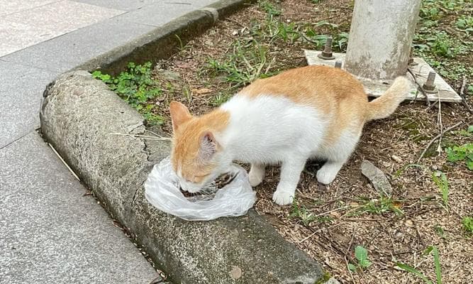 流浪猫应该吃什么？如何为流浪猫选择健康食品？