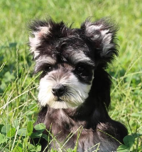 雪纳瑞幼犬何时打狂犬疫苗？（45天左右是犬只打狂犬疫苗的最佳时间点。）