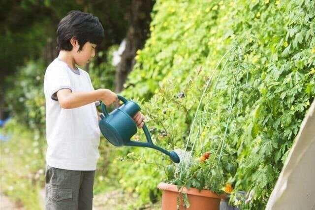 浇水秘诀全攻略：让花卉不再干枯或积水，轻松养出茁壮花朵