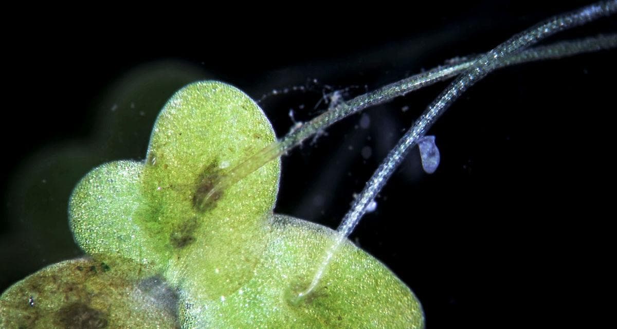 浮游植物生态与应用探究（探寻海洋中的微观世界——浮游植物）