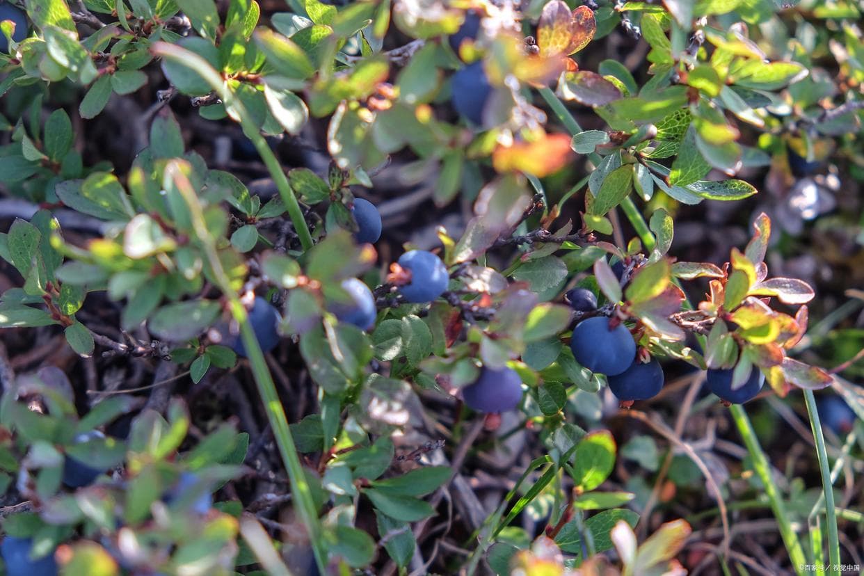 蓝莓种植全攻略：从开花结果到环境要求，打造丰收果园