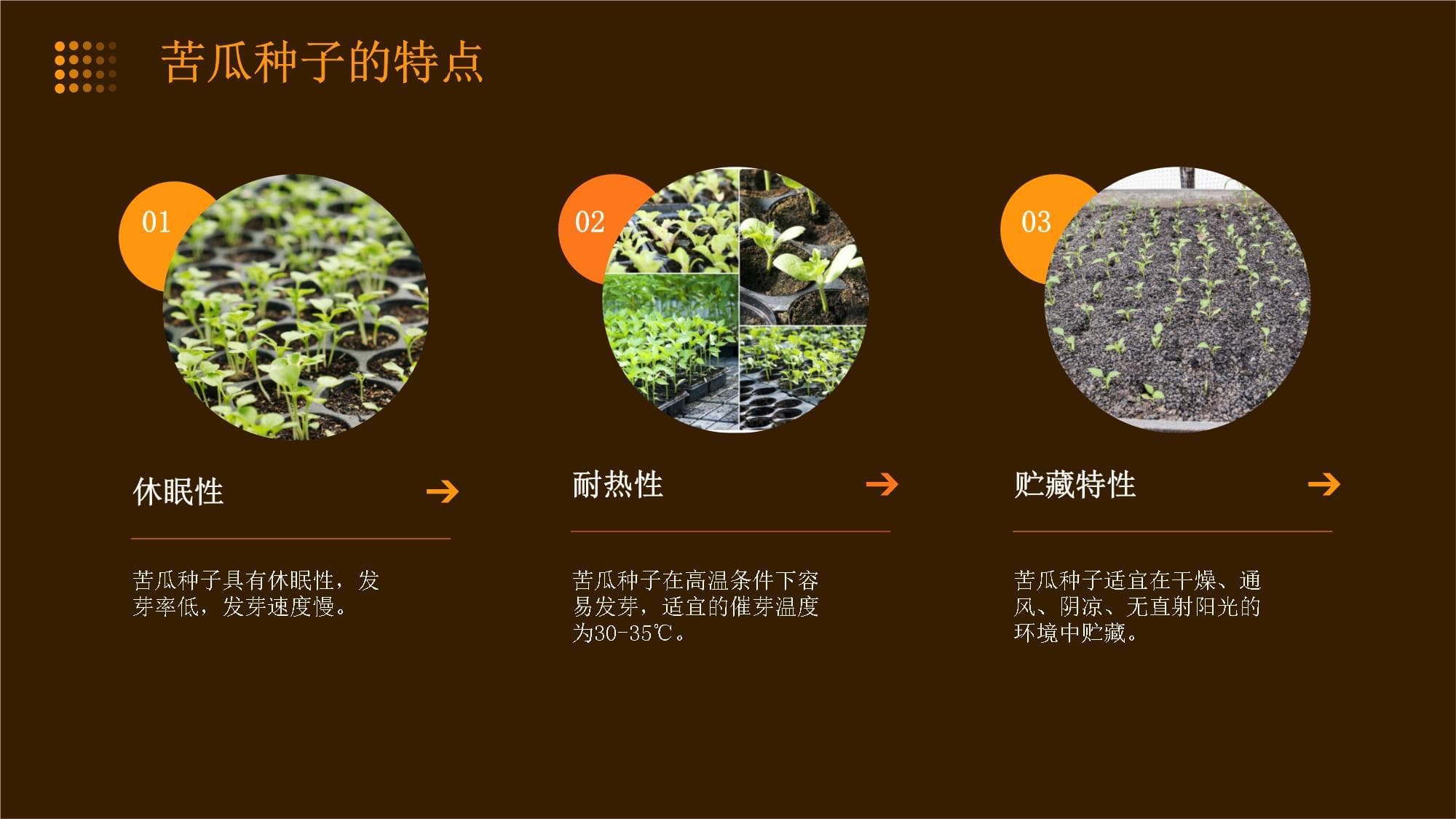 苦瓜种子迅速催芽技术
