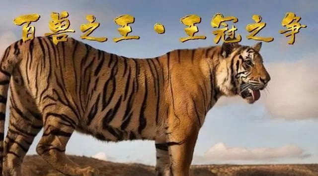 谁才是真正的万兽之王？老虎还是狮子？或许都不是