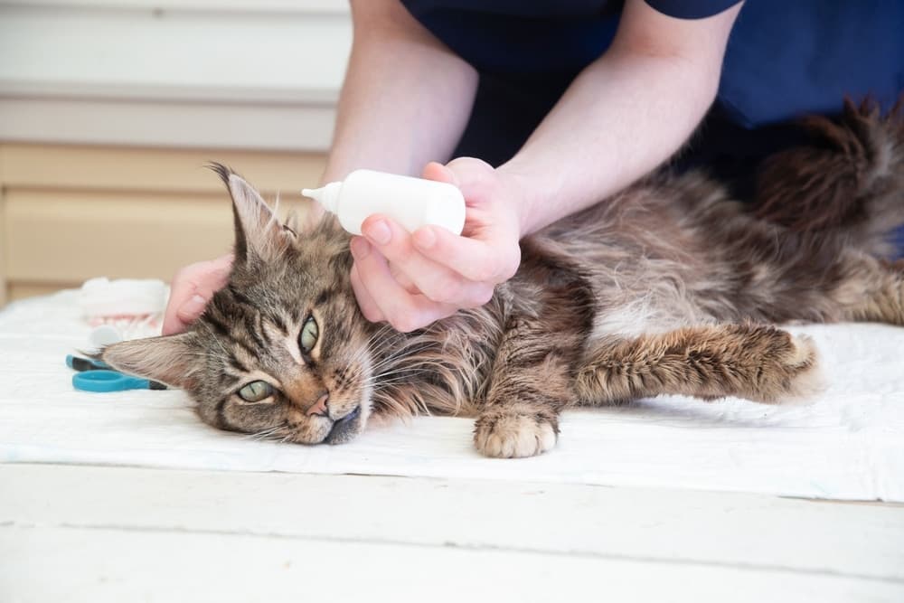猫咪寄生虫全解析：种类、症状与防治指南