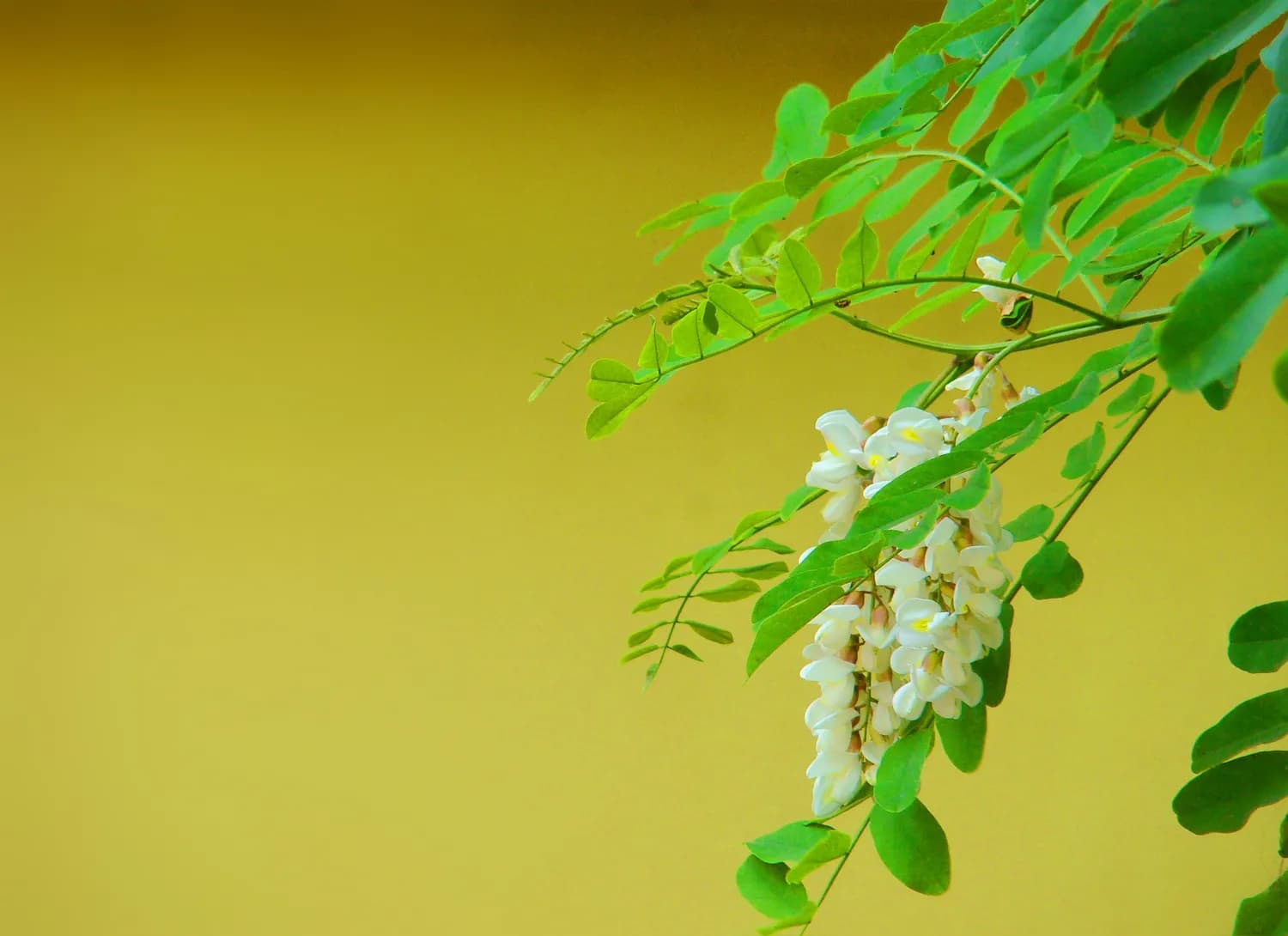黄芪泡水真的能降血糖吗？专家揭秘