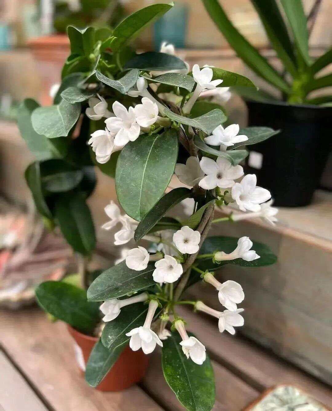 马达加斯加茉莉：一种适合室内种植的香花藤本植物