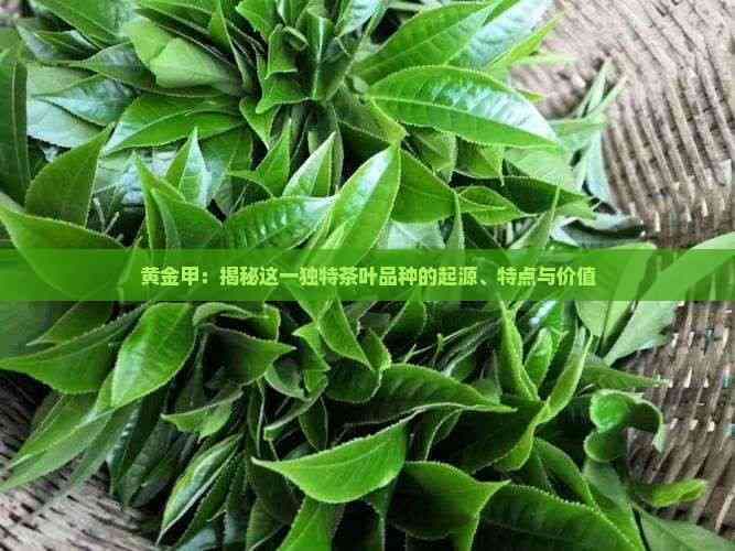黄金甲：揭秘这一独特茶叶品种的起源、特点与价值
