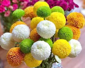 乒乓菊四季开花，一年四季都不缺美丽（品种介绍、栽种技巧、适宜环境等）