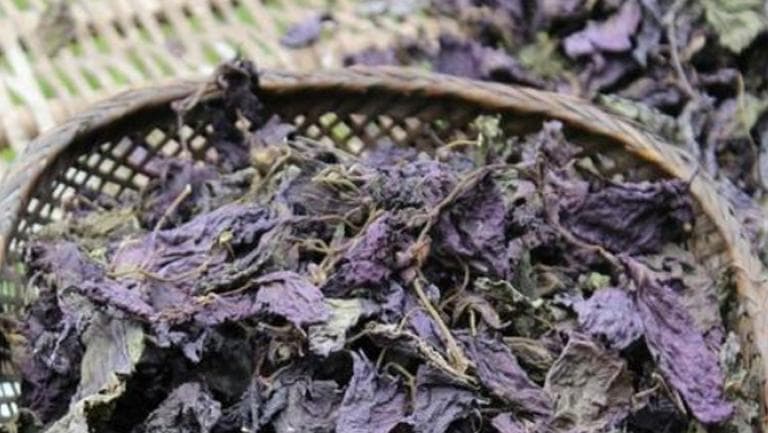干紫苏叶的功效与作用、禁忌和食用方法