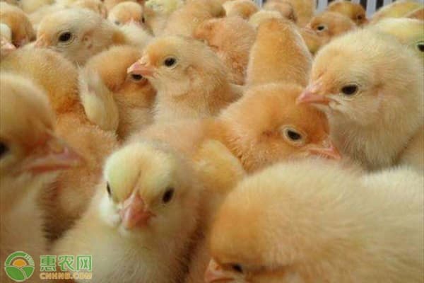 小鸡养殖技术和饲养管理指南
