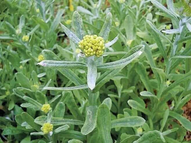 【中医中药】止咳良药 —— 鼠曲草