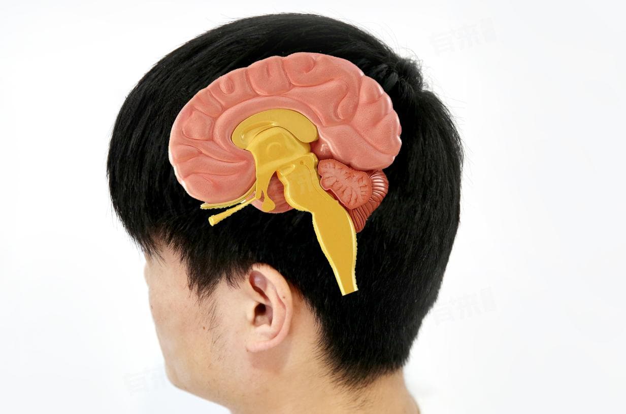 人脑调节睡眠与觉醒的神经结构是什么